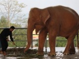 ZANIMLJIVO: U Mjanmaru nađena albino slonica – simbol sreće