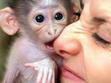 ZANIMLJIVO: Dokaz da su mladunčad majmuna neodoljiva (foto-galerija)