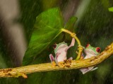 ZANIMLJIVO: Kako se životinje brane od kiše (foto-galerija)