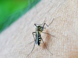 PODGORICA: Zbog vjetra obustavljeno zaprašivanje komaraca