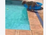 GENIJALNO: Pogledajte kako je pas izvadio lopticu iz bazena (video)