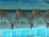 VIDEO: Animacija sa žirafama koja će vas oduševiti