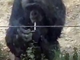 VIDEO: Da li je i ovo dokaz da potičemo od majmuna?