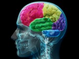 ZANIMLJIVO: Deset zabluda o mozgu