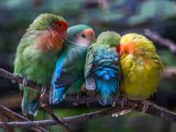 RASTAPAJU SRCE: Ptice koje se zajedno brane od hladnoće