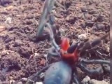 ŠOK: Zoologa  zaskočio jedan od najotrovnijih pauka na svijetu (video)
