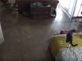 URNEBESNO: Par snimao štene, a shvatio da mačka sve drži pod kontrolom (video)