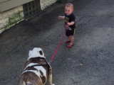 VIDEO: Evo kako izgleda kad beba želi da izvede buldoga u šetnju