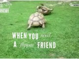 PRIJATELJ SE PREPOZNAJE U NEVOLJI: Evo kako kornjače pomažu jedna drugoj (video)