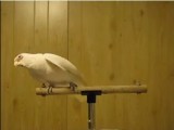 FACEBOOK HIT: Evo kako papagaj pleše uz ,,Shake your tail feather” (video)