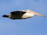 PITANJE ZA MATURANTE: Zašto se pelikanima kada lete u grupama smanjuje broj otkucaja srca?