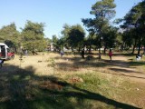 KOMPANIJA MONTENOMAKS PODRŽALA OBNAVLJANJE PARK ŠUME NA ZLATICI: Posađeno više od 50 sadnica crnog bora