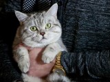 EH, TAJ SVIJET: Rus prodao mačka s ,,natprirodnim moćima” za 78.000 eura