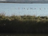 NACIONALNI PARKOVI CRNE GORE: Na Solani više od 350 jedinki flamingosa