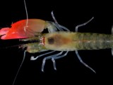 ZANIMLJIVOSTI: Vrsta škampa nazvana po grupi ,,Pink Floyd”