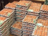 IZGUBLJENI U PREVODU: Norveški tim na ZOI greškom naručio 15.000 jaja