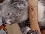 AUSTRALIJA: Koalama prijeti izmiranje, ulažu 45 miliona dolara da bi to spriječili