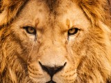 NJEMAČKA: Dva lava, dva tigra i jaguar pobjegli iz ZOO vrta
