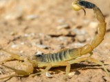 ZANIMLJIVOSTI: Otrov sredozemne žute škorpije je najskuplja tečnost na svijetu