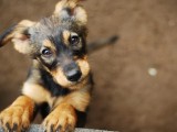 ČIPOVANJE DVA EURA: Od juna obavezna registracija pasa