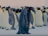 NAJUSAMLJENIJI PINGVIN NA PLANETI: Crni carski pingvin (VIDEO)