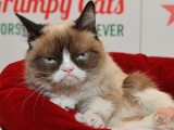 GRUMPY CAT: Uginula najpoznatija mačka na svijetu