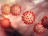 IJZCG: Analizirano 26 testova, nema pozitivnih na korona virus