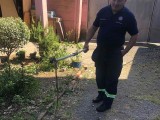 SZS GLAVNOG GRADA: Vatrogasci uklonili zmiju u Staroj varoši