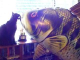 ZANIMLJIVO: Džinovska riba napada mačke (video)