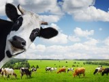 ZANIMLJIVO: U Švajcarskoj radar krave vidio kao neprijatelje
