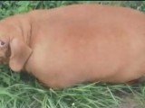 ZANIMLJIVO: Pas Denis bio na dijeti i smršao 20 kilograma (video)