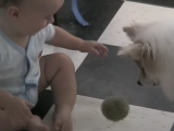 ZANIMLJIVO: Pas uči bebu da se igraju loptom (video)