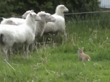 ZANIMLJIVO: Vlasnici farme imaju ovčarskog zeca (video)