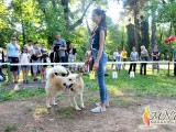 PODGORICA: Na donatorskoj izložbi “Naj-mješanac”  predstavljeno 50 pasa