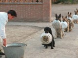 ZANIMLJIVO: Policijski psi mirno stoje u redu i čekaju hranu