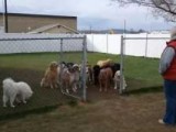 ZANIMLJIVO: Psi izlaze u šetnju tek kad im prozovu ime (video)