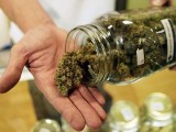 HRVATSKA: Od danas marihuana na recept u apotekama