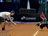 ISTORIJSKI: Psi prvi put na teniskom meču bili sakupljači loptica (video)