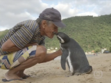 DIVNO: Svi na Facebook-u dijelu ovu priču o pingvinu (video)