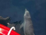DIVAN PRIZOR: Delfin u Herceg Novom