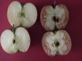 JEZIK NEMA KOSTI, ALI LOMI SRCE: Vršnjačko nasilje objašnjeno kroz primjer dvije jabuke