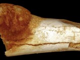 JUŽNA AFRIKA: Rak otkriven na fosilu starom 1,7 miliona godina