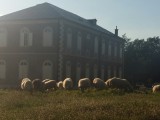 ČITAOCI ŠALJU: Zbog čega su u Nikšiću ovce kulturne?