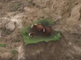 ČUDOM SPAŠENE: Krdo krava na ,,ostrvcetu” poslije zemljotresa (video)