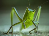 IUCN: Zvuk cvrčka uskoro bi mogao postati prošlost