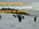 REKORDNE TEMPERATURE: Pingvini počeli da bježe sa Antarktika