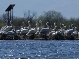 NPCG: Rekordan broj pelikana u NP Skadarsko jezero