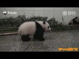 VIDEO: Preslatka beba panda koja štuca miljenica interneta