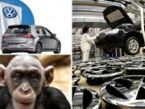 NJEMAČKA: Volkswagen se izvinio zbog eksperimenta sa majmunima