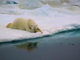 NIJE DOBRO: S otapanjem arktičkog leda, tope se i bijeli medvjedi